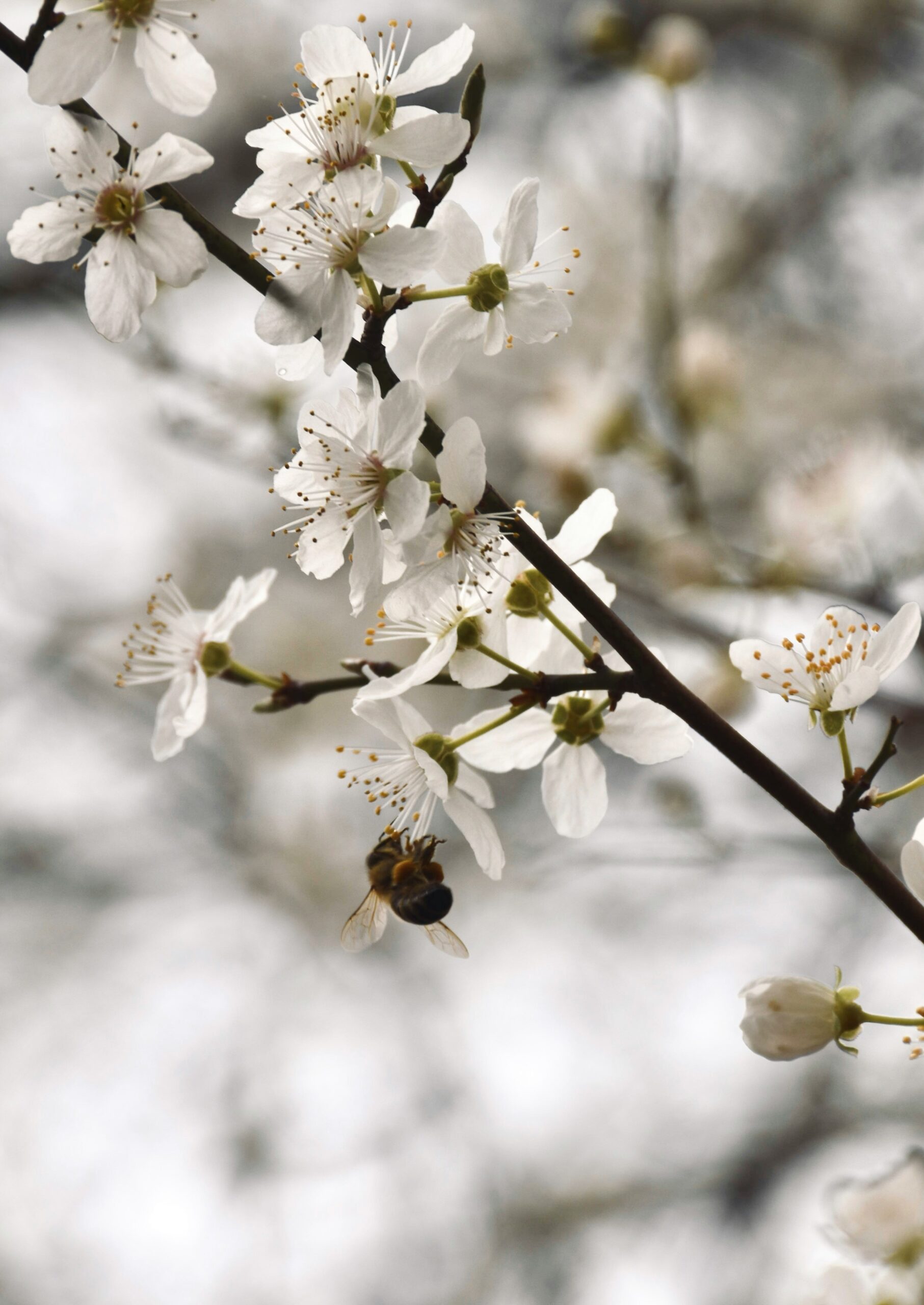 Blühende Zweige mit Biene – natürliche Balance und Ruhe als Grundlage von EssenzZeit